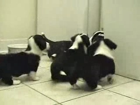 Chat se fait méler par les chiens