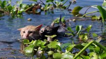映画『劇場版 岩合光昭の世界ネコ歩き あるがままに、水と大地のネコ家族』本編映像
