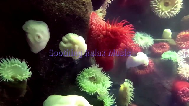 Relaxing Piano Music for Beautiful Coral Plants, Small Fish, Moving Plants.