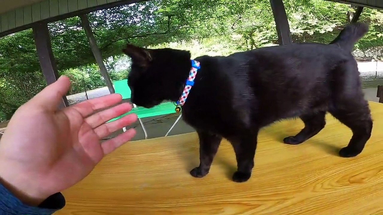I took photos of stray cats living in Japan.59