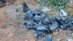 Bird flu detected in dead crows, MP govt sounds alert