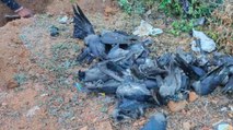 Bird flu detected in dead crows, MP govt sounds alert