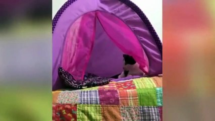 Funny cats Compilation #1 #cute cats #funny cats