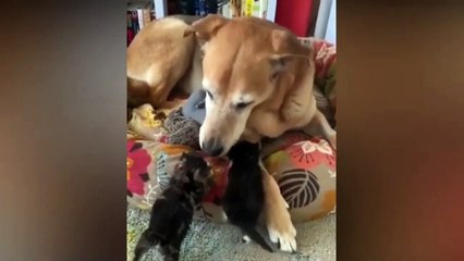 Funny and Cute  Cats compilations #2 #funnycats #newyear2021 #cute #viralcats