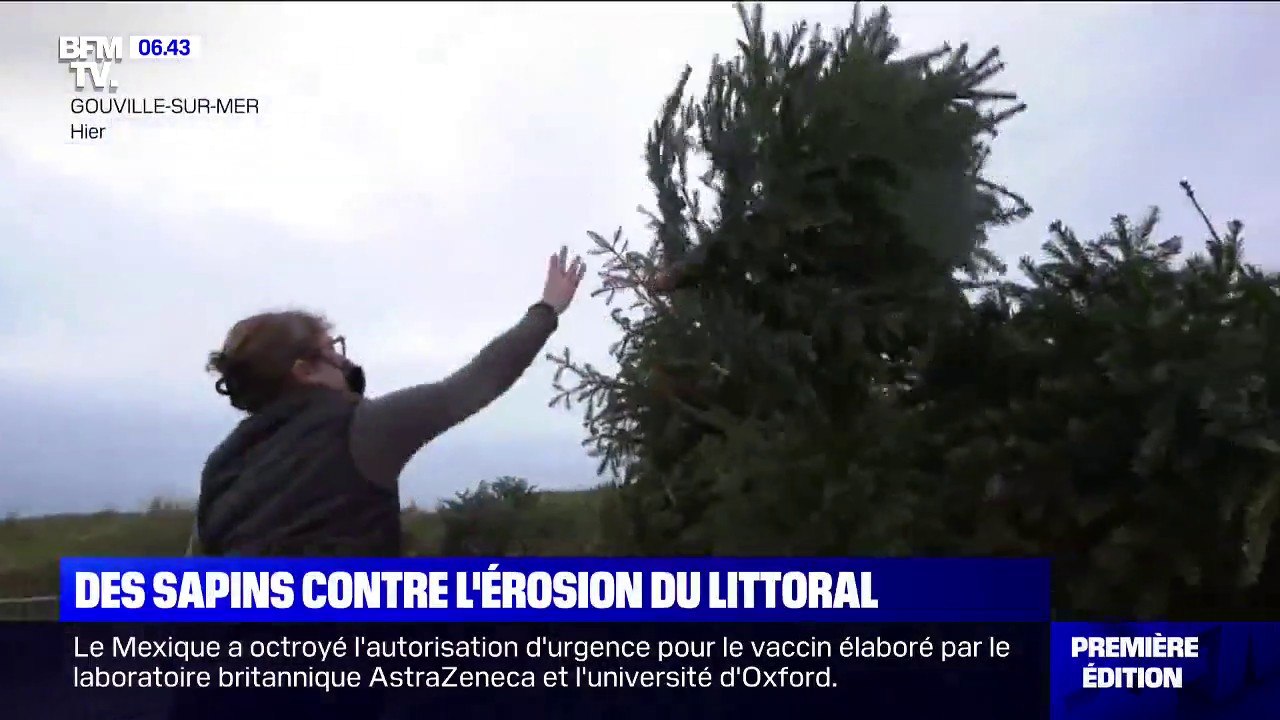 Dans la Manche, les sapins de Noël collectés comme barrières face à l'érosion des dunes