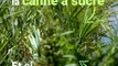 Et si le cannabis remplaçait la canne à sucre à La Réunion ?