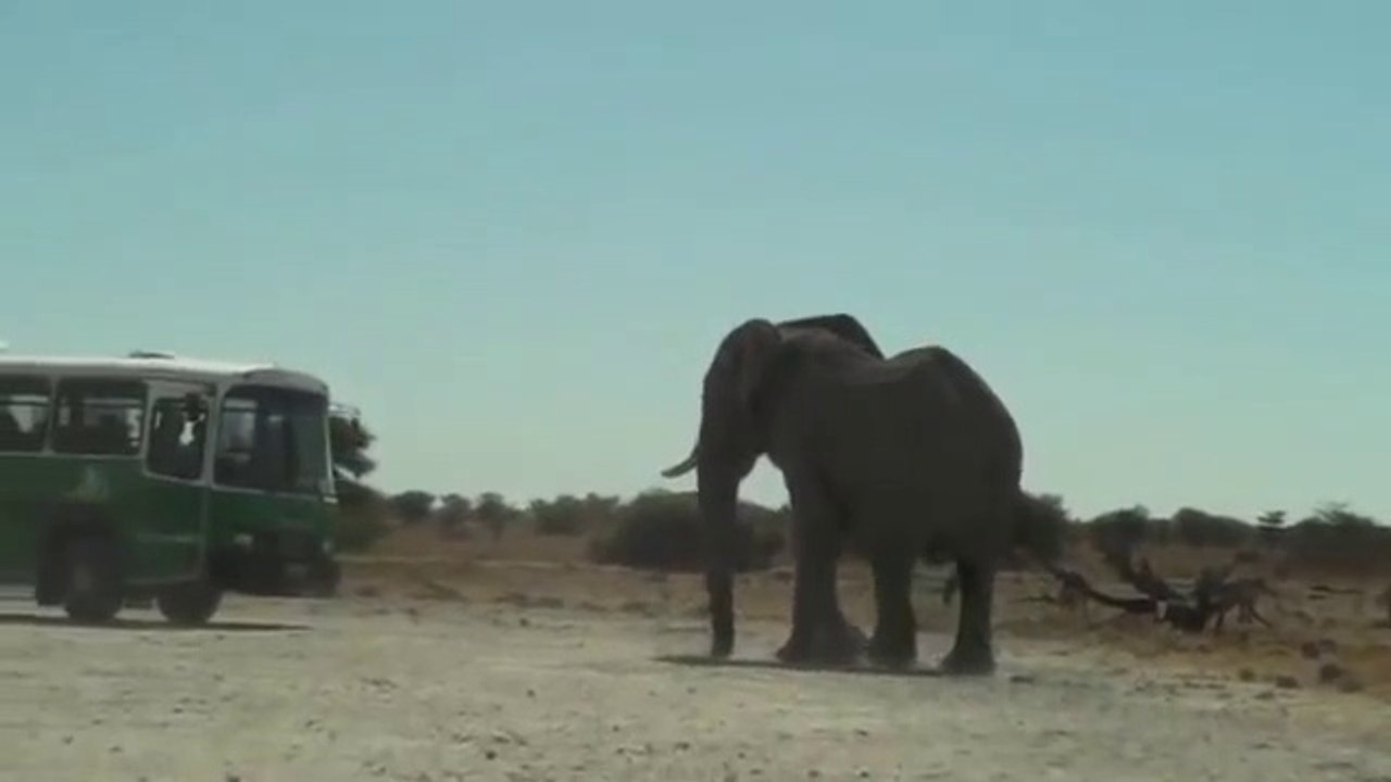 Elephant Charging Bus in Etosha National Park Namibia
