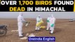 Bird flu scare: Over 1700 birds found dead in Himachal sanctuary, tourists stopped| Oneindia News