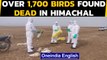 Bird flu scare: Over 1700 birds found dead in Himachal sanctuary, tourists stopped| Oneindia News