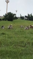 The short-legged bears are beautiful and cute