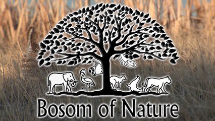 Prairie chicken male adult lone breeding in spring courtship display lek booming