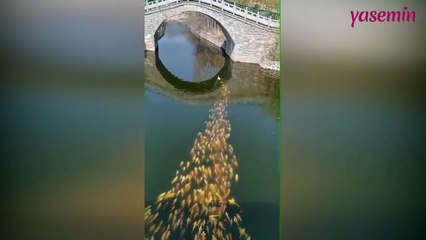 Ördeğin peşine takılan balık sürüsü!