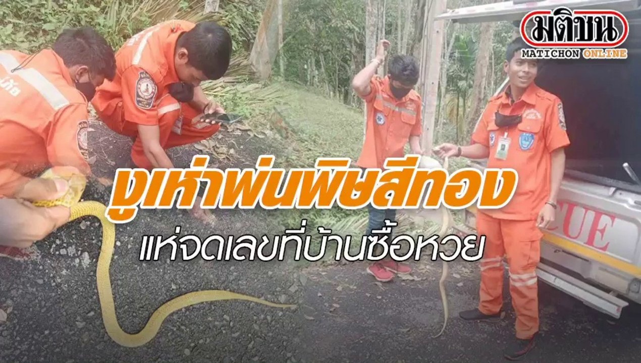 จับงูเห่าพ่นพิษ สีทอง พันธุ์หายาก ถือเลขเด็ด ‘เลขบ้าน’