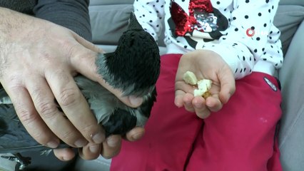 Adıyaman'da kanadı makasla kesilmiş karga bulundu