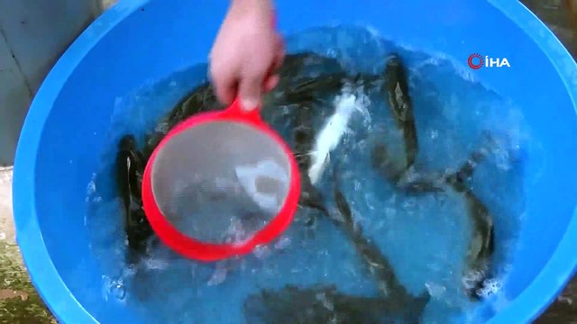 Siirt'te 20 bin ton alabalık üretildi