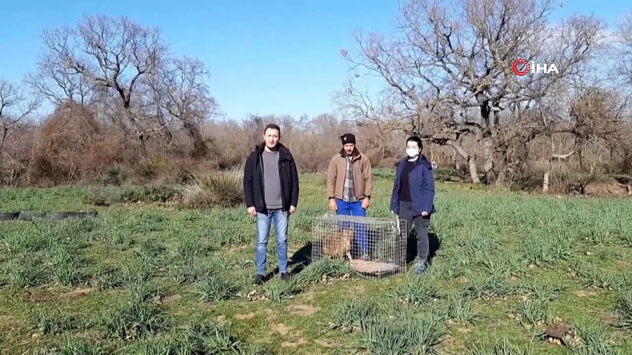 Otomobilin çarptığı çakal tedavisinin ardından doğaya salındı