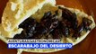 Aventuras gastronómicas: shagüis, los escarabajos