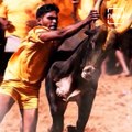 The Living Culture Of Tamils - Jallikattu
