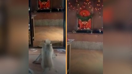 Monkey Died At Hanuman Temple In Sangli, Maharashtra