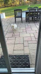 Puppy Struggles to Bring Stick Inside