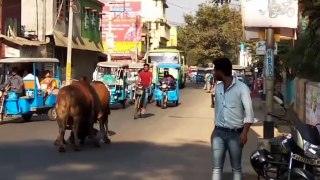 bull fight // Bullfighting on the open road