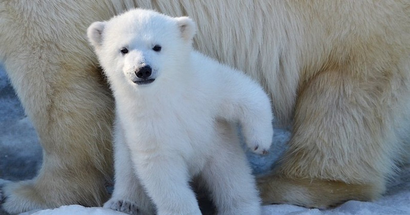 Mulhouse Un Ourson Polaire Est Ne Au Zoo Une Naissance Tres Rare En France Video Dailymotion