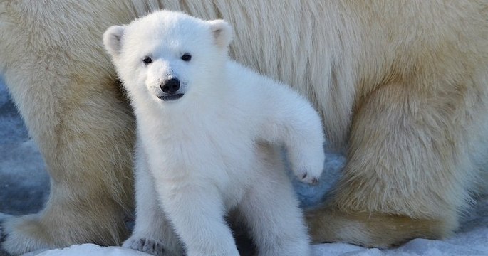 Mulhouse : un ourson polaire est né au zoo, une naissance très rare en France
