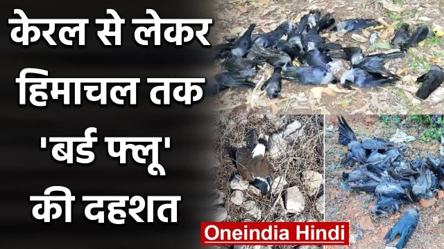 Bird Flu India: Kerala, MP, Himachal, Haryana और Rajasthan में बर्ड फ्लू से दहशत | वनइंडिया हिंदी