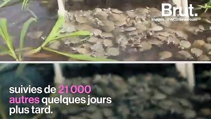 Au Brésil, des tortues menacées d'extinction naissent par milliers