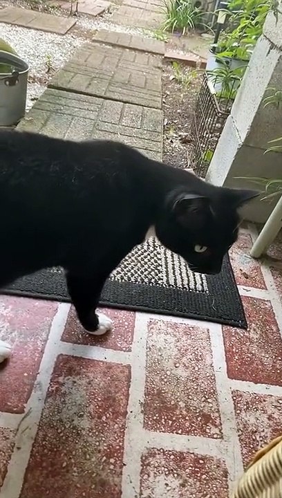 Kitty Brings Squirrel Glider as a Gift
