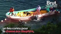 Au Japon, une baleine coincée depuis plus de 12 jours dans des filets de pêche