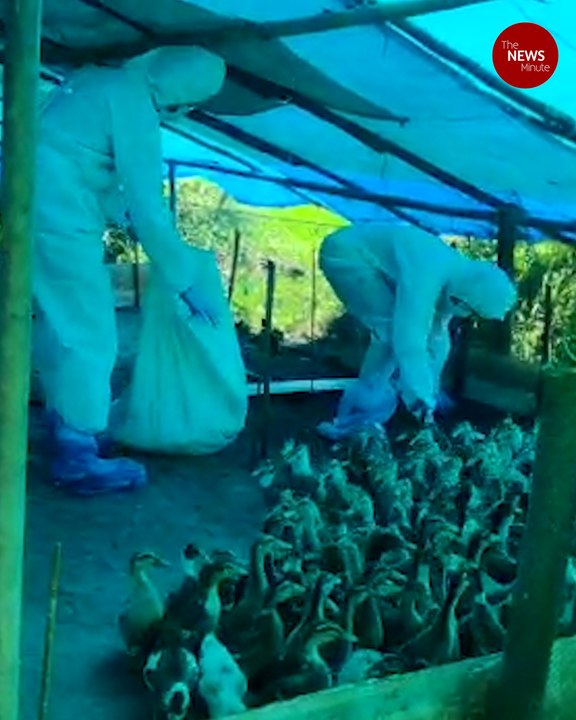 Bird flu alert in Kerala: Culling of ducks begins in affected areas of Alappuzha