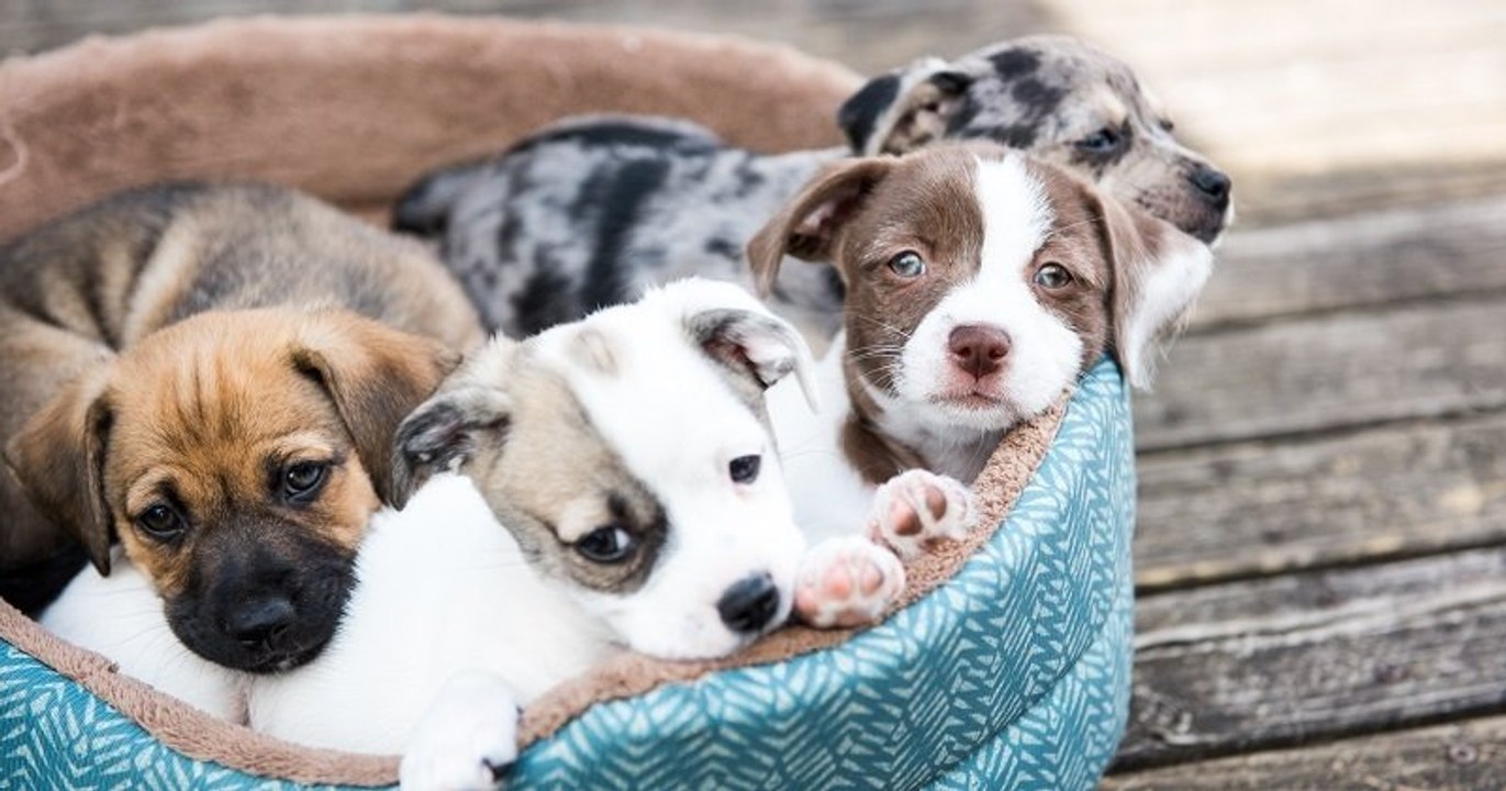 De nombreux chiens, achetés durant le confinement, sont abandonnés par leurs propriétaires