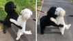 Ces deux chiens séparés à la naissance se retrouvent par hasard dans la rue après 10 mois de séparation