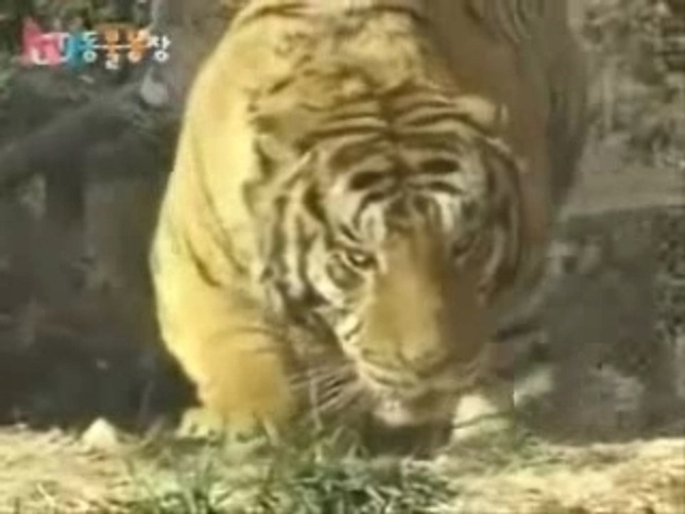 Löwe vs Tiger teil 4