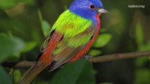 Unusual Visit From Very Colorful Bird Draws Crowds to Maryland Park