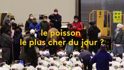 Japon : un thon rouge de 208 kilos vendu à 165 000 euros