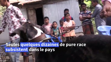 Le Sarail, chien de chasse du Bangladesh, une précieuse espèce à sauver