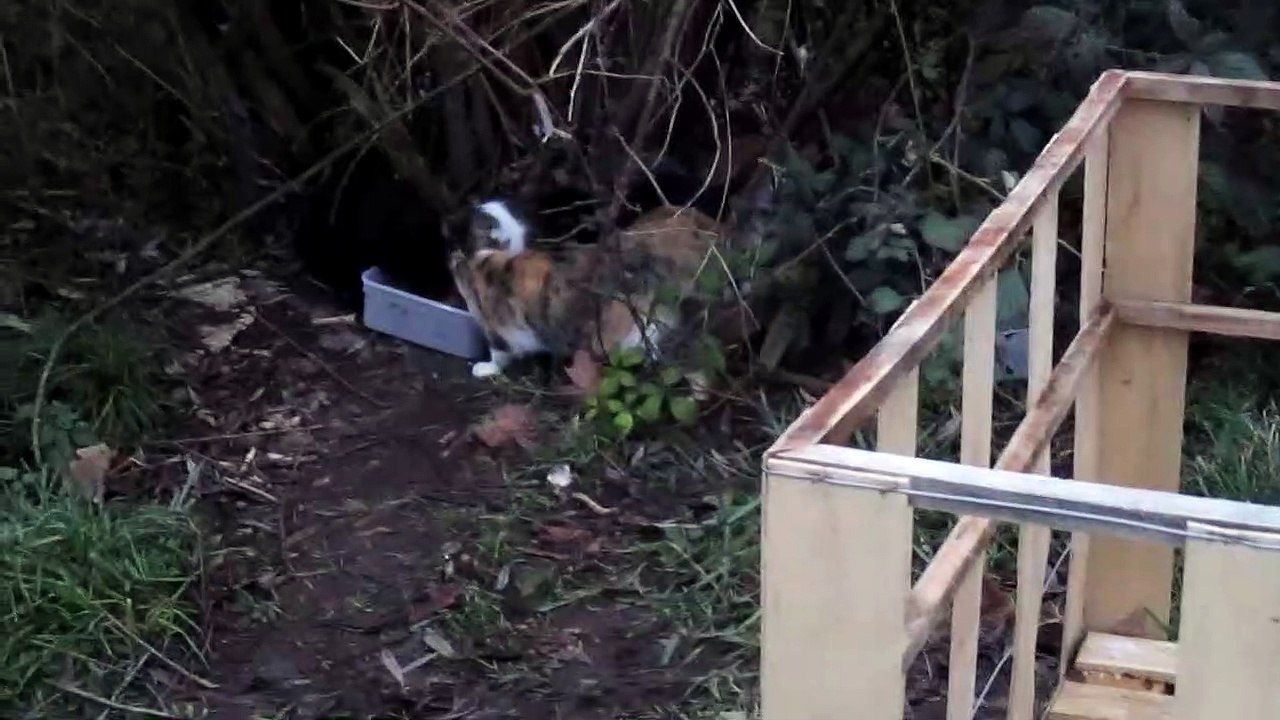 Aide pour les chats errants . Remerciement pour BENLINK achat vinted