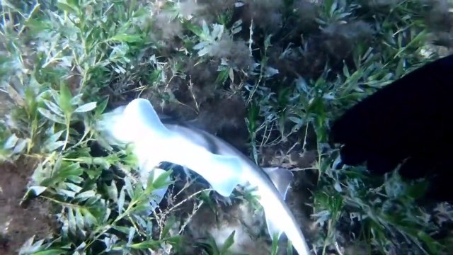 Ce plongeur sauve un bébé requin piégé par une ligne de pêche