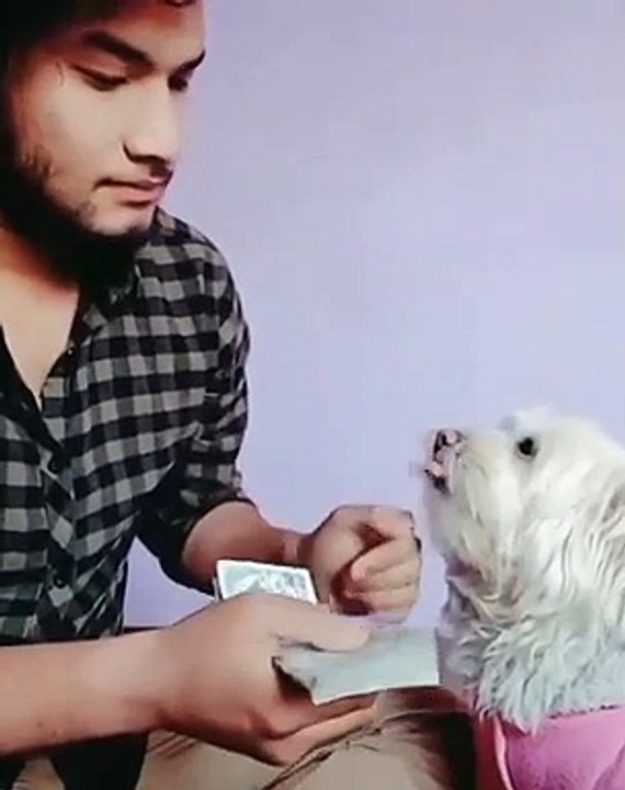 Fun with dog