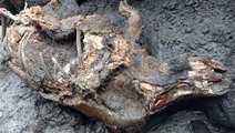 Remarkably preserved wooly rhino found in Siberia's melting permafrost