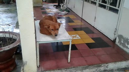 Bắt quả tang tại trận Nô đang chiếm dụng cái bàn của chủ