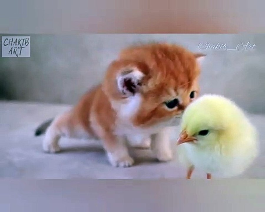 #RAP #hiphop #music #rapper #trap #beats #rapmusic #Artist #love #producer #newmusic #hiphopmusic #freestyle #rappers #soundcloud #art #explorepage #spotify #follow #Youtube #dj #like #trapmusic #rnb #hiphop #bhf     Chick and cat_Belle poussin et chaton