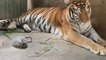 Presentan al primer tigre blanco de bengala nacido en cautiverio en Nicaragua
