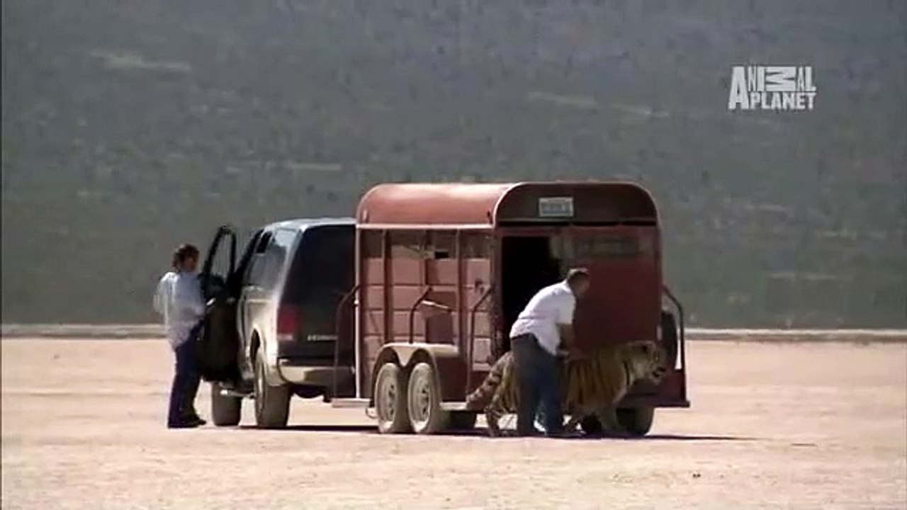 animal planet 2010