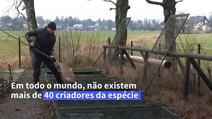 Caviar Branco: Raro e Exótico 🐟