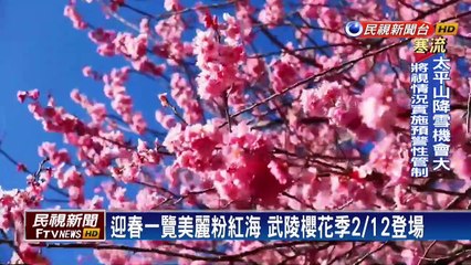 有史以來最好花況 武陵櫻花季有望「大爆發」