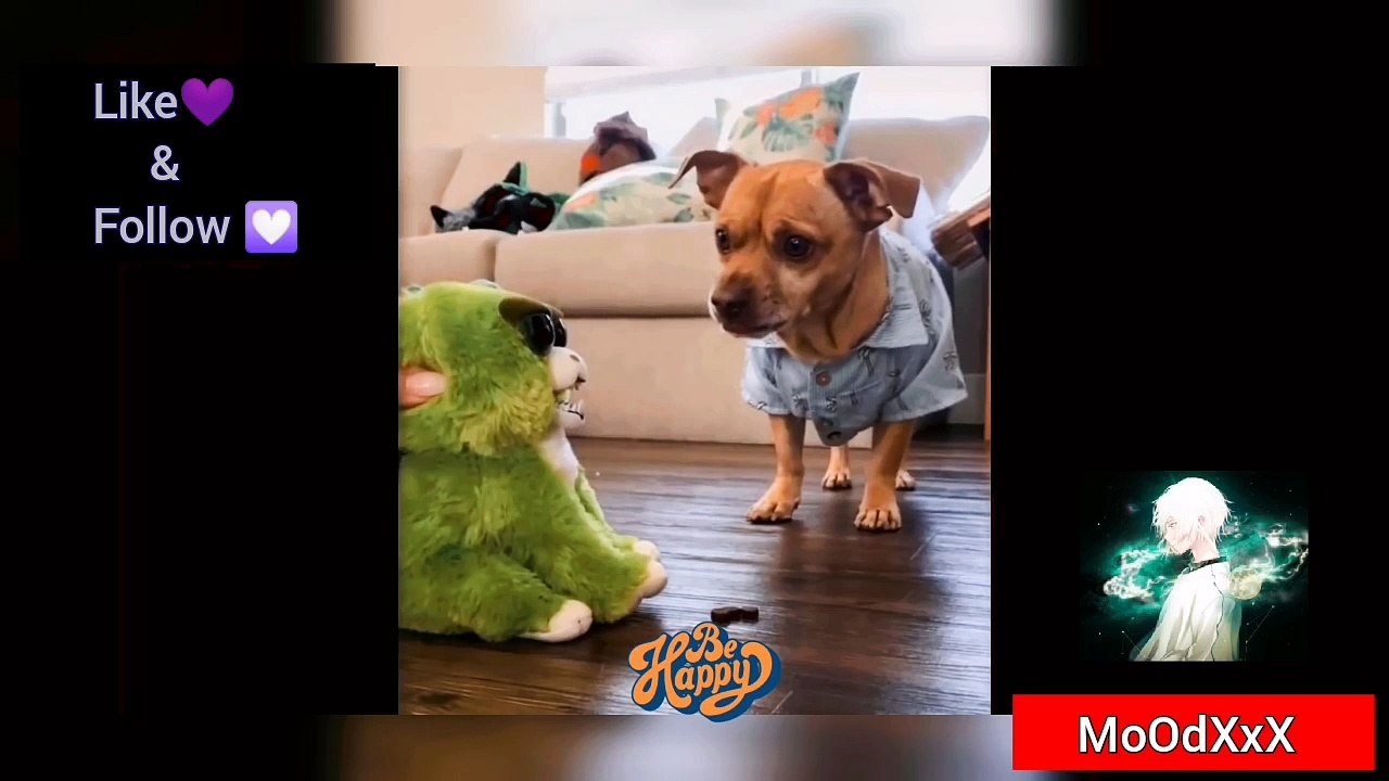 !!! TRY NOT TO LAUGH!!!