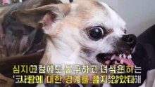 출산 직후 헤어진 새끼를 다시 만났을 때 보인 어미개의  '반응'